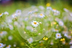 Beautiful background of many blooming daisies field. Chamomile grass