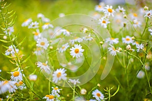 Beautiful background of many blooming daisies field. Chamomile grass