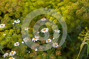 Beautiful background of many blooming daisies field. Chamomile grass