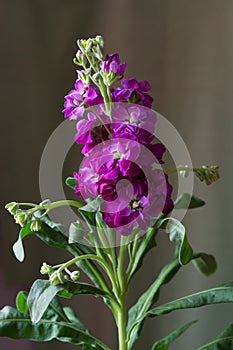 Beautiful background with  matthiola, Matthiola Incana