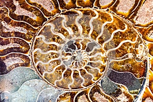 Beautiful background from mollusc of Ammonite Nautilus