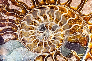 Beautiful background from mollusc of Ammonite Nautilus photo