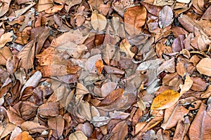 Beautiful background photo of decomposing leaves in Autumn season. The leaves so piled up in heap are used as organic compost.