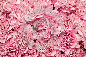 Beautiful background of pink carnation