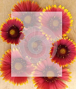 Flower, flower, flowers, paper, spring, nature, texture, pattern, pink, art, abstraction, flower, plant, summer, design, frame, ol