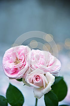 Beautiful background of pink roses, petals. Place for text.