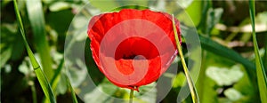 Wallpaper with closeup of red poppy flower on green meadow background