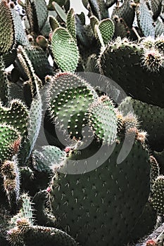 Beautiful background with prickly pear cactus botanical photography