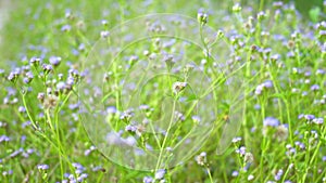 Beautiful background, purple flowers fluttering in the wind in the field of Southeast Asia. Delicate small flowers in the meadow