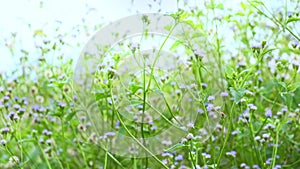 Beautiful background, purple flowers fluttering in the wind in the field of Southeast Asia. Delicate small flowers in the meadow