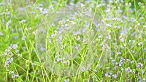 Beautiful background, purple flowers fluttering in the wind in the field of Southeast Asia. Delicate small flowers in the meadow