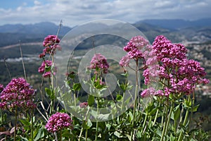 Centranthus ruber. Beautiful red valerian natural background photo