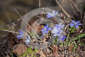 Beautiful background of springtime with closeup of liverworts in sunlight