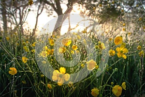 Beautiful background. Summer meadow in the morning