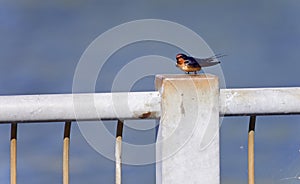 Beautiful background with a swift on a hedge