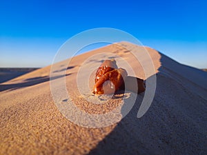 Beautiful background at tropical date fruit insahara desert