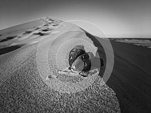 Beautiful background at tropical date fruit insahara desert