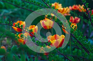 Beautiful background with tulips. Wallpaper for screensavers