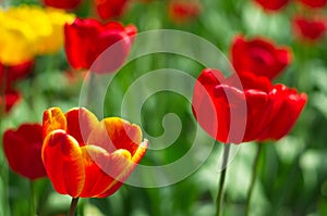 Beautiful  background with tulips. Wallpaper for screensavers