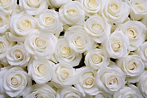 Beautiful background with white roses for ValentineÂ´s day. Generative AI photo