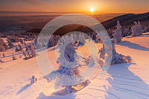 Beautiful background with winter trees covered with fresh snow in the mountains with colorful sky at sunrise