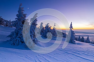 Beautiful background with winter trees covered with fresh snow in the mountains with colorful sky at sunrise