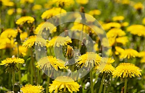 Beautiful background of yellow dandelions. Spring flowers