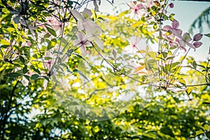 Beautiful backlit clemaits flowers on branches