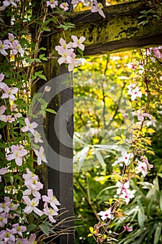Beautiful backlit clemaits flowers on branches at the gate of the garden,