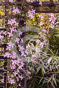 Beautiful backlit clemaits flowers on branches at the gate of the garden