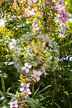 Beautiful backlit clemaits flowers on branches at the gate of the garden photo