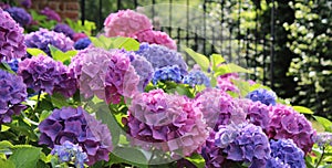 Beautiful Backlit Hydrangea Flowers Pink