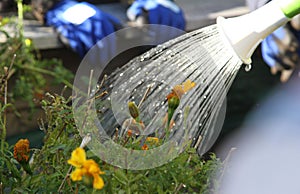 beautiful backlit watering can in the garden with gloves in background