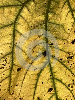 Beautiful Backlit Yellow Leaf in September in Summer