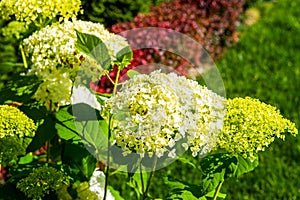 Beautiful backyard landscape design. View of colorful trees and decorative trimmed bushes rocks