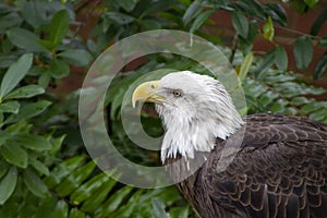 A beautiful bald eagle