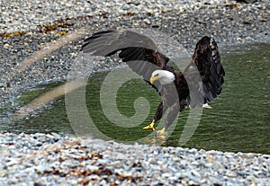 A Beautiful Bald Eagle Coming in for a Landing