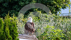 Beautiful bald eagle at a conservancy in southwestern Ontario