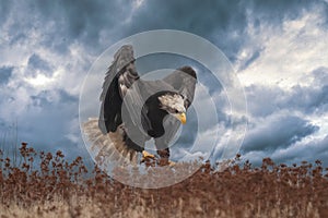 Beautiful bald eagle in flight at sunset