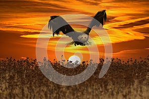Beautiful bald eagle in flight at sunset