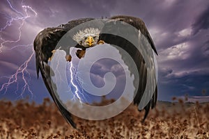 Beautiful bald eagle in flight at sunset