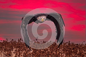 Beautiful bald eagle in flight at sunset