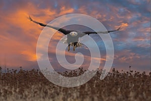 Beautiful bald eagle in flight at sunset