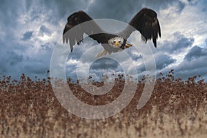 Beautiful bald eagle in flight