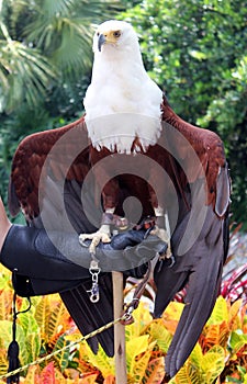 Beautiful bald eagle on hand
