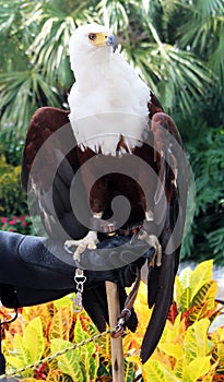 Beautiful bald eagle on hand