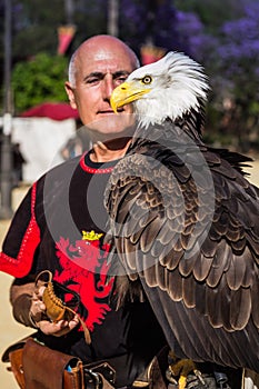 Beautiful Bald Eagle