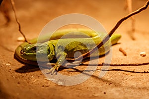 Beautiful Balkan Green Lizard - Lacerta trilineata