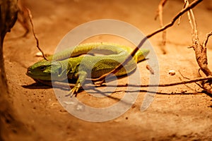 Beautiful Balkan Green Lizard - Lacerta trilineata