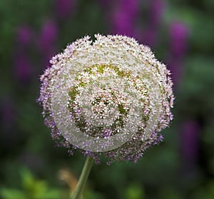 Beautiful ball flower